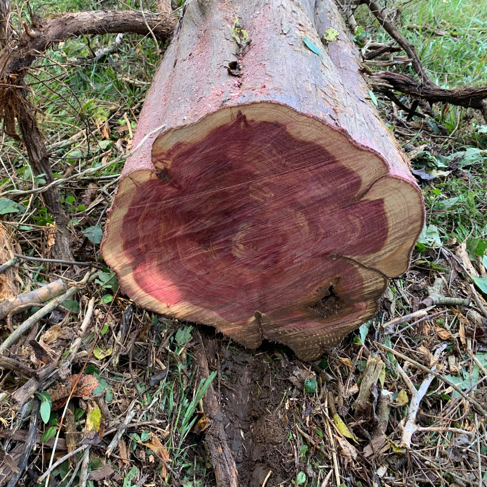 A felled, clean-cut, cedar log ready for manufacturing